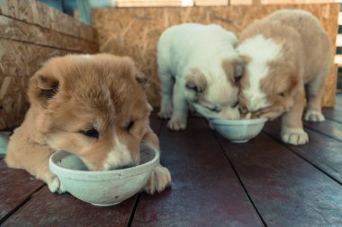 Kukla Alabai doğurmak