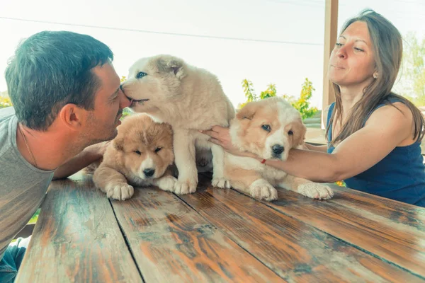 Puppy Alabai Guy Girl Hug Puppies Alabai — Stock Photo, Image