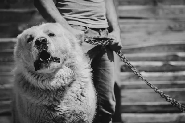 Wachhund Alabai Hund — Stockfoto