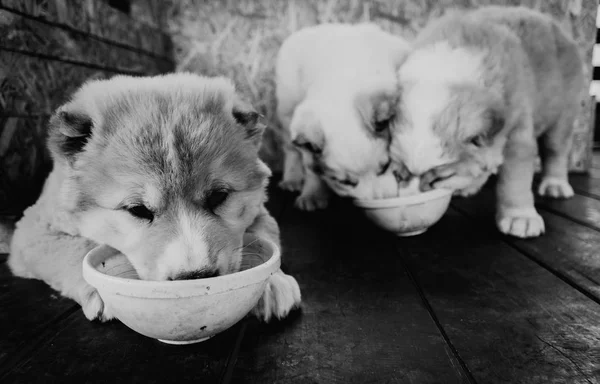 Valpar Rasen Herdehund Valpar — Stockfoto