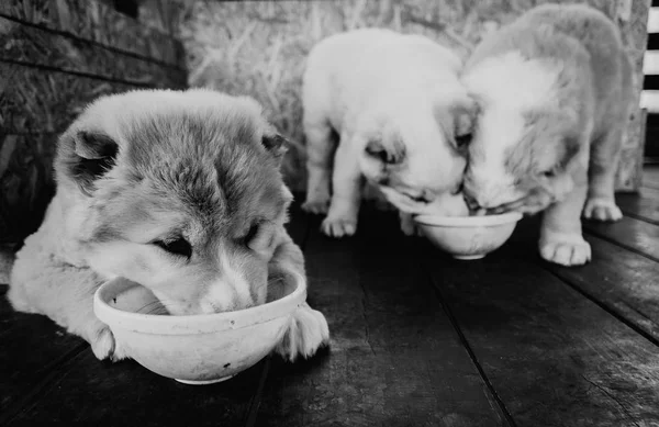 Valpar Rasen Herdehund Valpar — Stockfoto