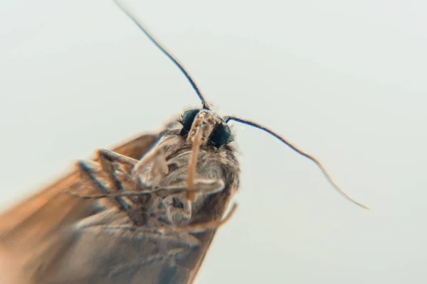 Topo Polilla Muerta Topo Polilla Muerta —  Fotos de Stock