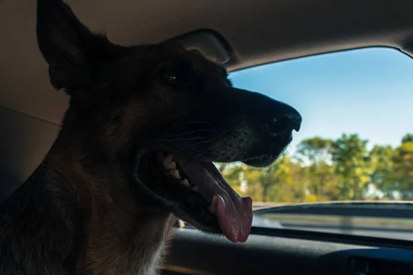 Kutya Kocsiban Kinéz Ablakon — Stock Fotó
