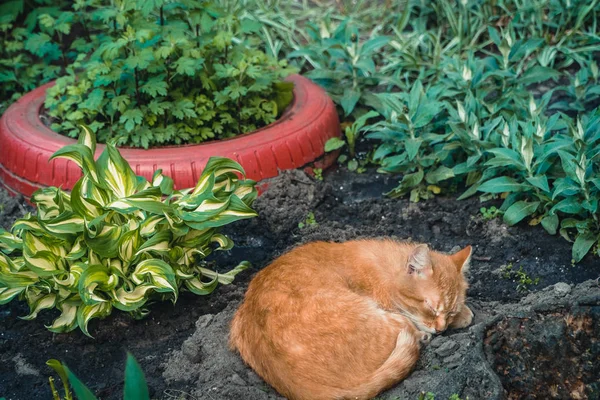 Rödhuvad Katt Röd Katt Sover Den Blomma Sängen — Stockfoto