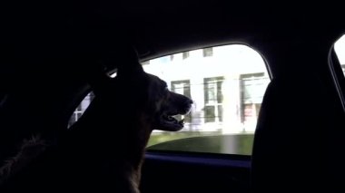 Arabada köpek pencereden görünüyor
