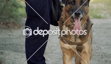 Cynologist. Eğitimli bir çoban köpeği ile askeri giysili bir adam