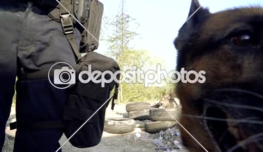 Çoban köpeği. Polis için eğitimli bir çoban
