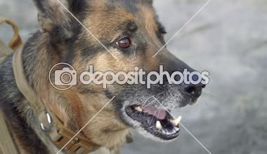 Çoban köpeği. Polis için eğitimli bir çoban