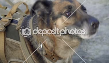 Çoban köpeği. Polis için eğitimli bir çoban