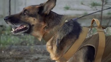 Çoban köpeği. Polis için eğitimli bir çoban
