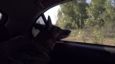 Arabada köpek pencereden görünüyor