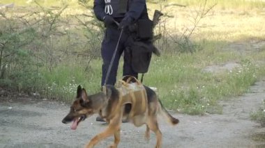 Çoban köpeği. Polis için eğitimli bir çoban