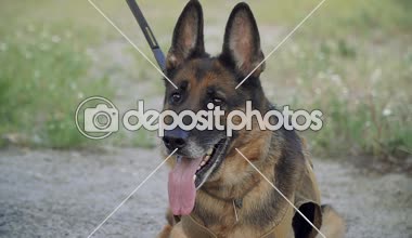 Çoban köpeği. Polis için eğitimli bir çoban