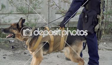 Çoban köpeği. Polis için eğitimli bir çoban