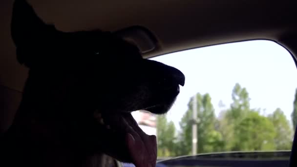 Hond Auto Kijkt Uit Het Raam — Stockvideo