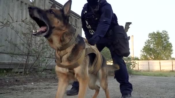 Cynologist Hombre Vestido Militar Con Perro Pastor Entrenado — Vídeos de Stock