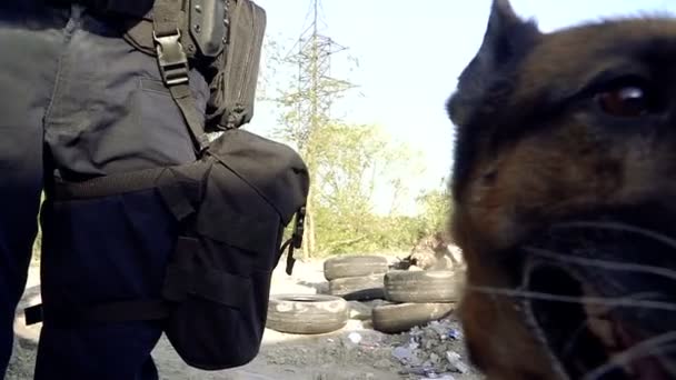 Perro Pastor Pastor Entrenado Para Policía — Vídeo de stock