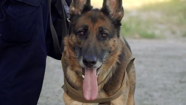 Herdershond Een Getrainde Herder Voor Politie — Stockvideo