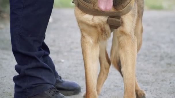 牧羊犬 一个训练有素的牧羊人为警察 — 图库视频影像