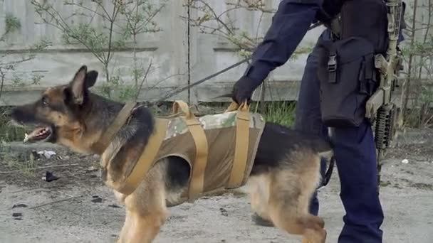 Perro Pastor Pastor Entrenado Para Policía — Vídeo de stock