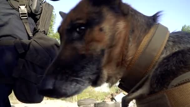 Kynologe Ein Mann Militärkleidung Mit Einem Ausgebildeten Schäferhund — Stockvideo