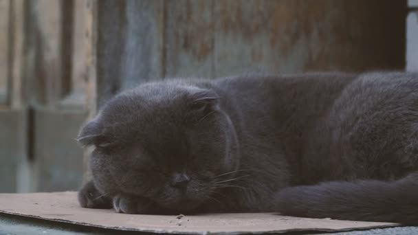 Katze Katzengeschwindigkeit Hof Des Hauses — Stockvideo