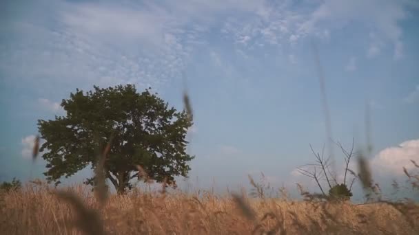 Feld Weizenfeld Feld Weizenfeld — Stockvideo