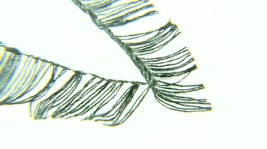 Kirpik uzatma. Kirpik oluşturmak için set