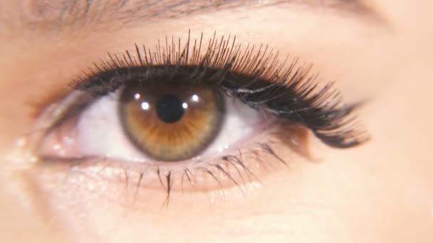 Ojos Femeninos Ojos Femeninos Con Pestañas Extendidas — Vídeo de stock