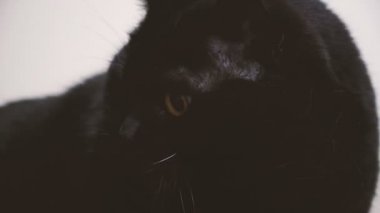 Kara kedi. Kara kedi onun pençe yalıyor