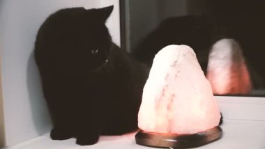 Kara kedi. Kara kedi onun pençe yalıyor