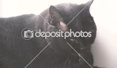 Kara kedi. Kara kedi onun pençe yalıyor