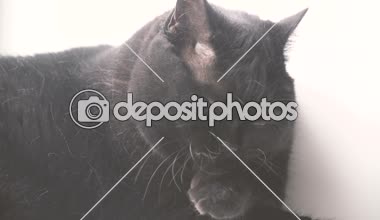 Kara kedi. Kara kedi onun pençe yalıyor