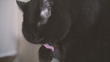 Kara kedi. Kara kedi onun pençe yalıyor