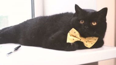 Kara kedi. Sarı yay ile kara kedi kenarında olduğunu