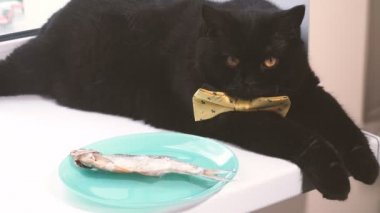Kara kedi. Sarı yay ile kara kedi kenarında olduğunu