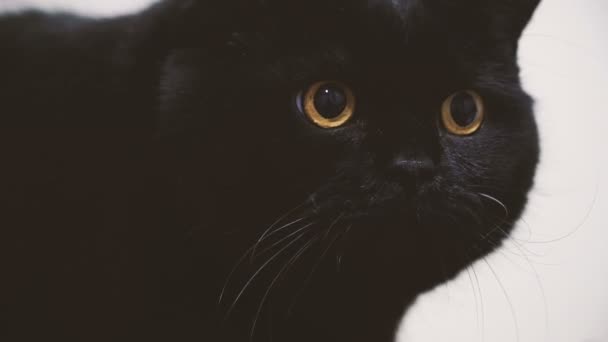 Black Cat Close Muzzle Black Cat — Stock Video