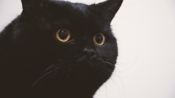 Schwarze Katzen Video