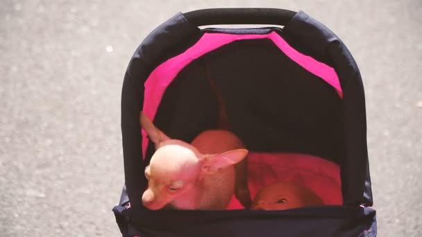 Carruagem Cão Senta Uma Carruagem Bebê — Vídeo de Stock