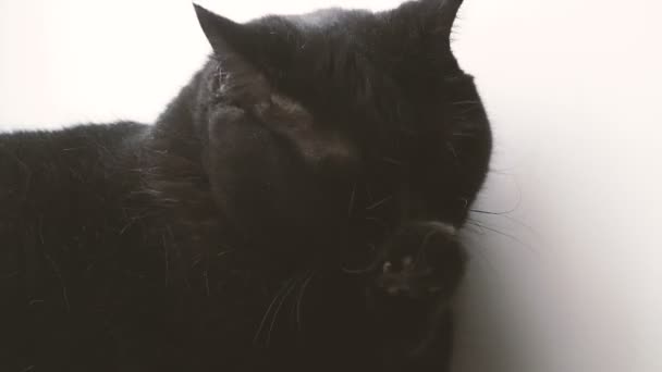 Black Cat Black Cat Licks His Paw — Stock Video