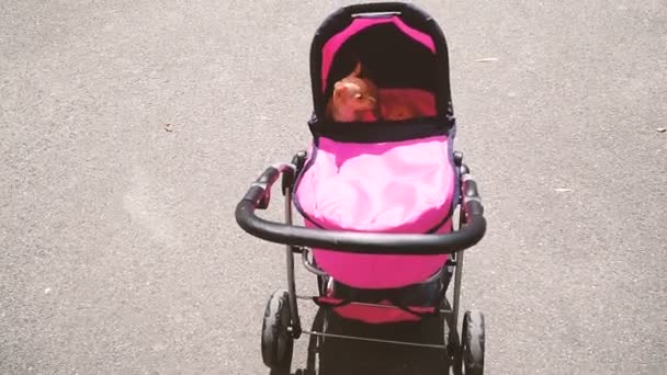 Kinderwagen Ein Hund Sitzt Kinderwagen — Stockvideo