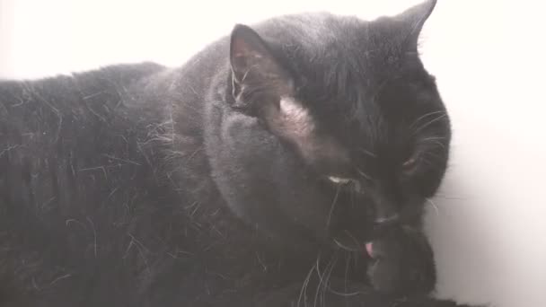 黑猫舔爪子 — 图库视频影像