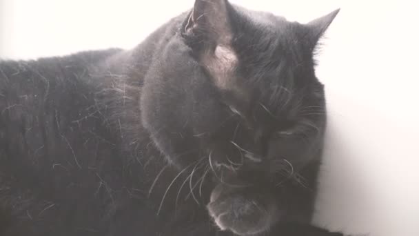Czarny Kot Czarny Kot Liże Jego Łapa — Wideo stockowe