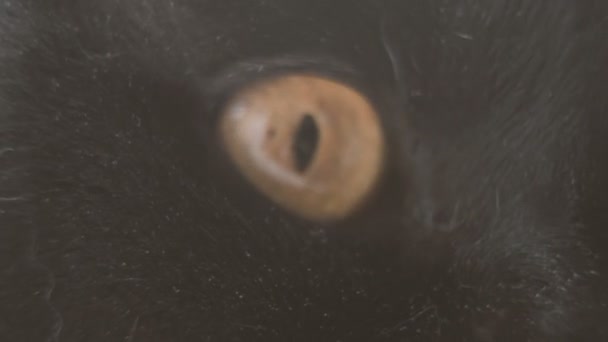 Schwarze Katze Nahaufnahme Der Schnauze Einer Schwarzen Katze — Stockvideo
