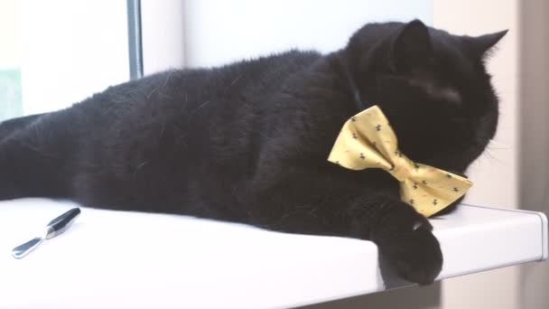 Chat Noir Chat Noir Avec Arc Jaune Est Sur Rebord — Video