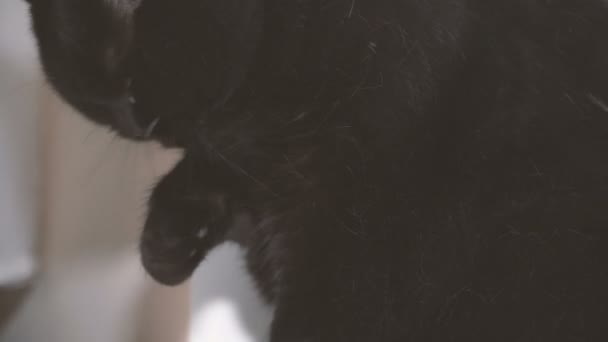 Μαύρη Γάτα Μαύρη Γάτα Γλείφει Πόδι Του — Αρχείο Βίντεο