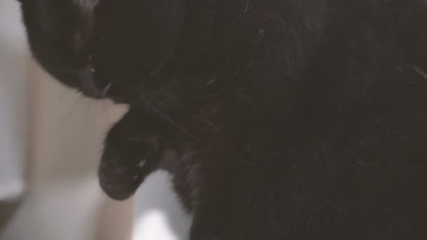 Kara Kedi Kara Kedi Onun Pençe Yalıyor — Stok video