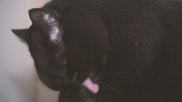 Schwarze Katze Schwarze Katze Leckt Seine Pfote — Stockvideo