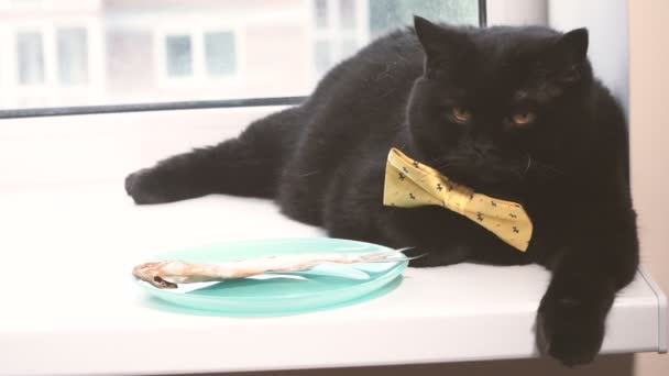 Μαύρη Γάτα Μαύρη Γάτα Τόξο Κίτρινο Είναι Στο Περβάζι — Αρχείο Βίντεο