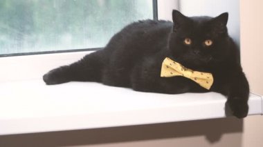 Kara kedi. Sarı yay ile kara kedi kenarında olduğunu